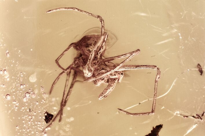 Fossil Assassin Spider (Archaeidae) In Baltic Amber - Rare! #321720